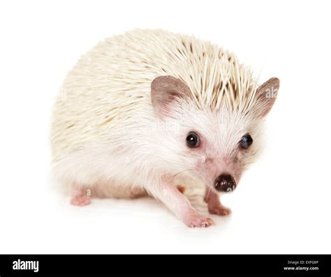 Atelerix albiventris hi-res stock photography and images - Alamy