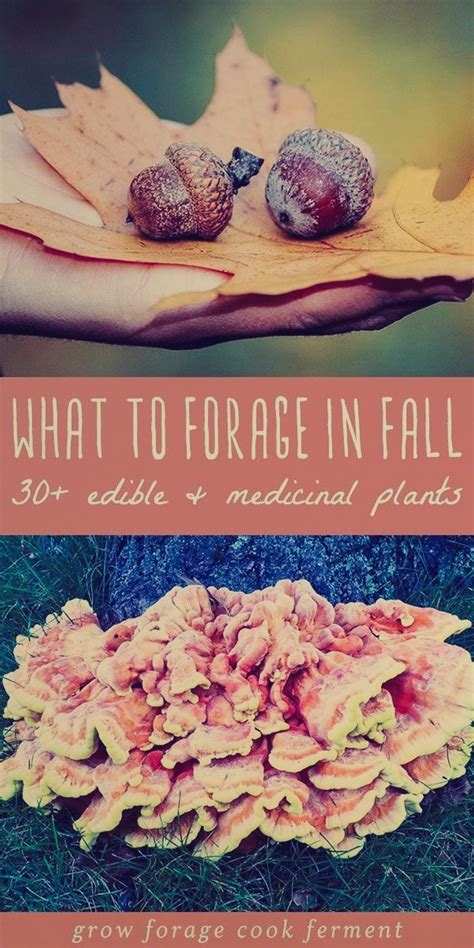 What To Forage In Fall 30 Edible And Medicinal Plants And Mushrooms Artofit