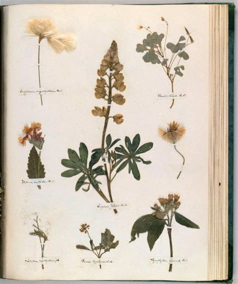 Emily Dickinsons Herbarium A Forgotten Treasure At The Intersection