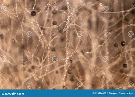 Rhizopus Bread Mold Under The Microscope Stock Image Image Of Micro