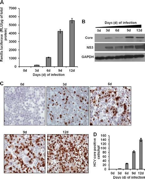 Persistent Hcv Replication In Huh 75 Cells Huh 75 Cells Were