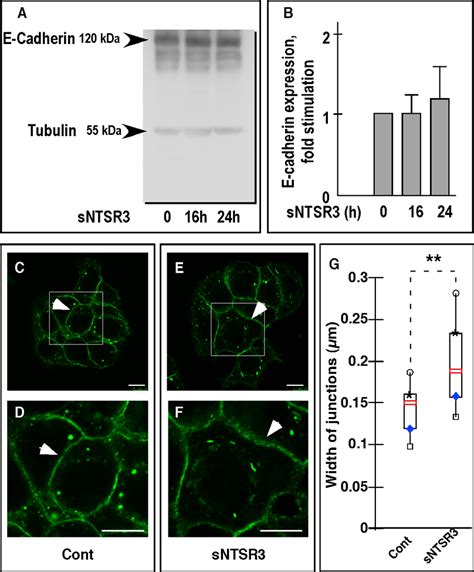 E Cadherin Expression Level In Ht29 Cells A Western Blot Analysis Of Download Scientific