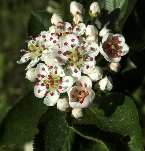 Aronia Prunifolia X Viking Apfelbeere Gartenpflanzen Daepp