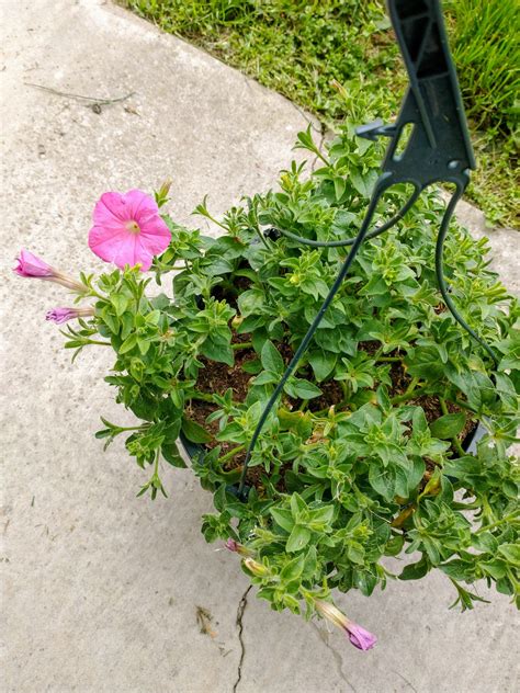 Petunias and Pruning – Katherine Nadene