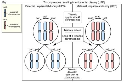 Box Learn More Trisomy Rescue Genereviews Ncbi Bookshelf