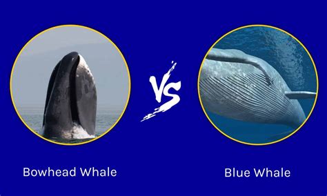 Bowhead Whale vs. Blue Whale - A-Z Animals