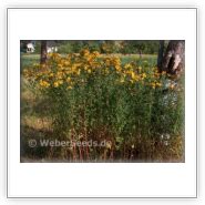 Hypericum Perforatum St John S Wort Seeds Plants Dried Herbs