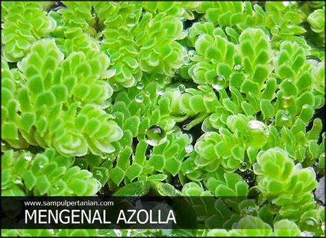 Mengenal Azolla