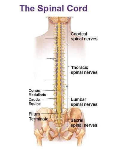 Spinal Cord Structures Flashcards Quizlet