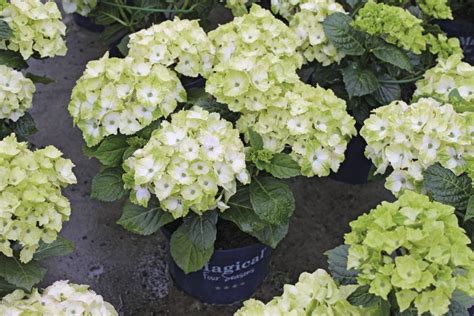 Hortensia Uitgebloeide Bloemen Snoeien Bloemen