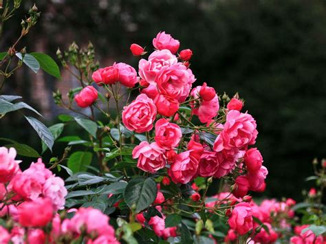 How to Propagate Roses: A Complete Guide to Cuttings in Water