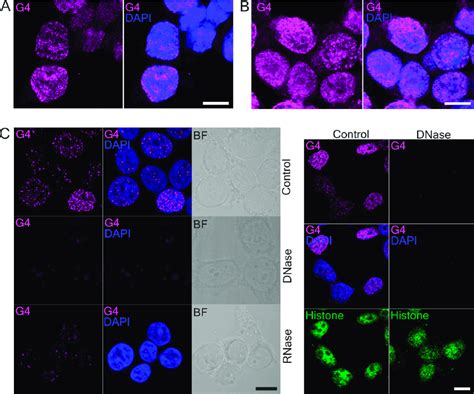 G4 Immunolabelling In Hek293t Cells A Mouse And B Goat 1h6