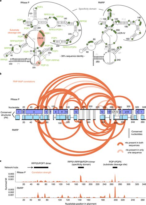 Rnp Map Reveals Conserved Protein Interaction Networks In Rnase P And Download Scientific