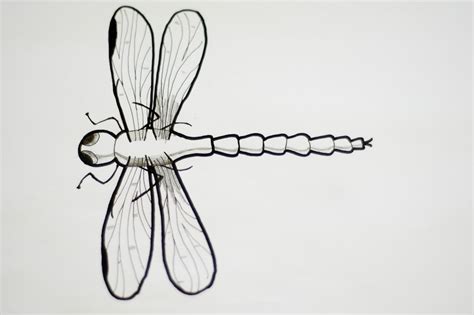 How to Draw a Realistic Dragonfly: 8 Steps (with Pictures)