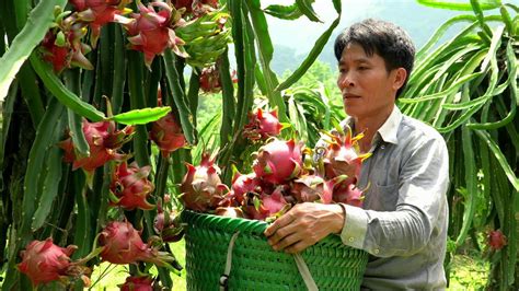 Harvest Dragon Fruit Garden Goes To The Market Sell Gardening Solo