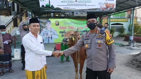 Hari Raya Idul Adha H Polres Pamekasan Salurkan Ekor Sapi