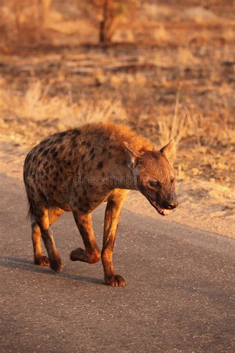 The Spotted Hyena Crocuta Crocuta Or Laughing Hyena Is Walking On The