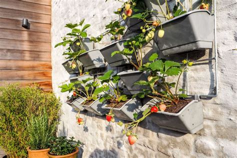 Erdbeeren Auf Dem Balkon Tipps Zum Pflanzen Im Topf