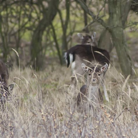 Fallow Deer Damhert Ouwesok Flickr