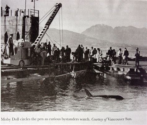 History & Captures — Dolphin Spirit