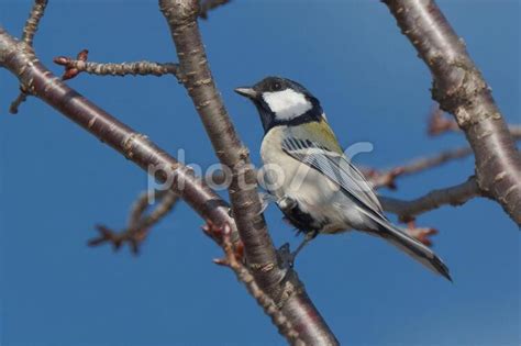 桜の木にとまるシジュウカラ No 2940173｜写真素材なら「写真ac」無料（フリー）ダウンロードok