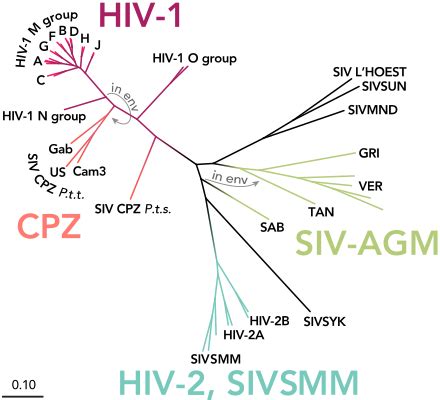 Subtypes Of HIV Wikipedia