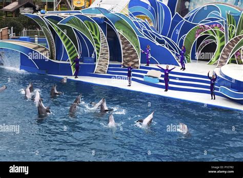 Dolphins and Performance Trainers in Wetsuits during Dolphin Days live ...