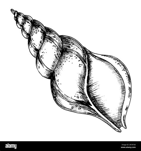 Shell Drawings