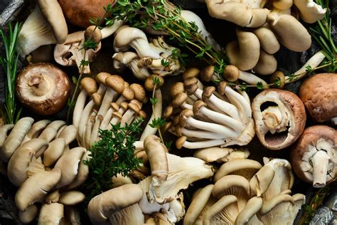 O Que E Funghi - Funghi Commestibili: Un Tuffo nel Bosco dei Sapori!