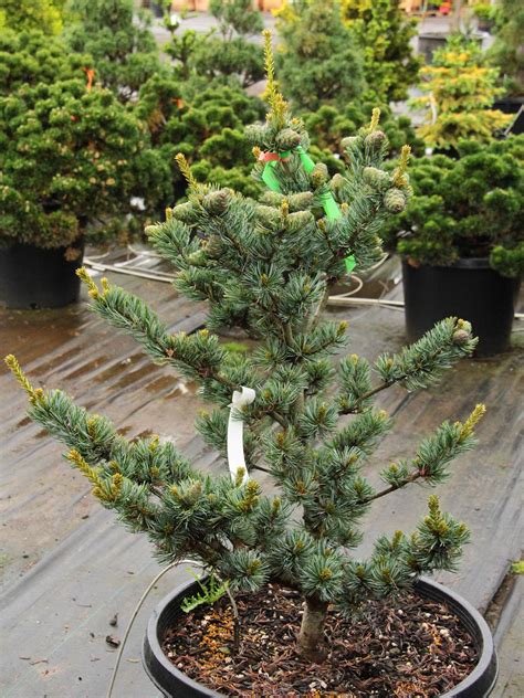 Pinus Parviflora Koru Japanese White Pine Conifer Kingdom