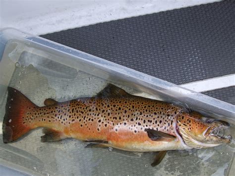 Ferox Trout Loch Awe Ferox Trout Aya Thorne Flickr