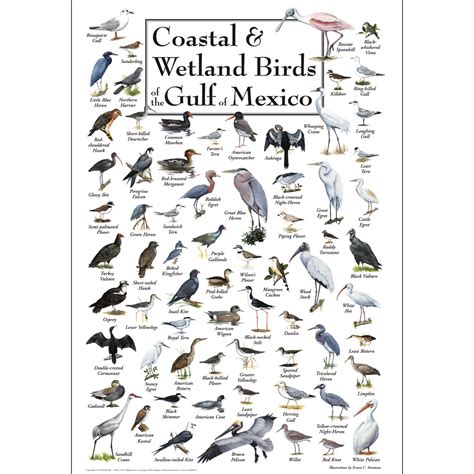 Coastal & Wetland Birds of the Gulf of Mexico - Poster - Earth Sky + Water