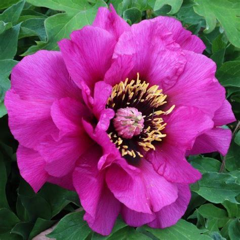 Tree Peony Paeonia Charon In The Peonies Database Garden Org