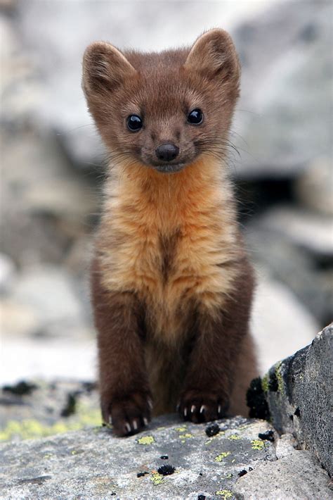 beautiful-wildlife: Baby Pine Marten - Wild Earth