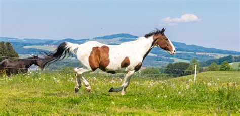 Abschied Von Buddy Dem Geretteten Pferd Gut Aiderbichl