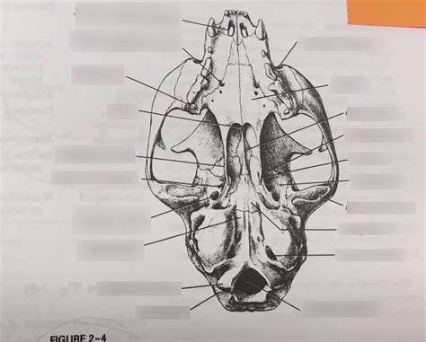 Cat Skull Ventral View Diagram Quizlet