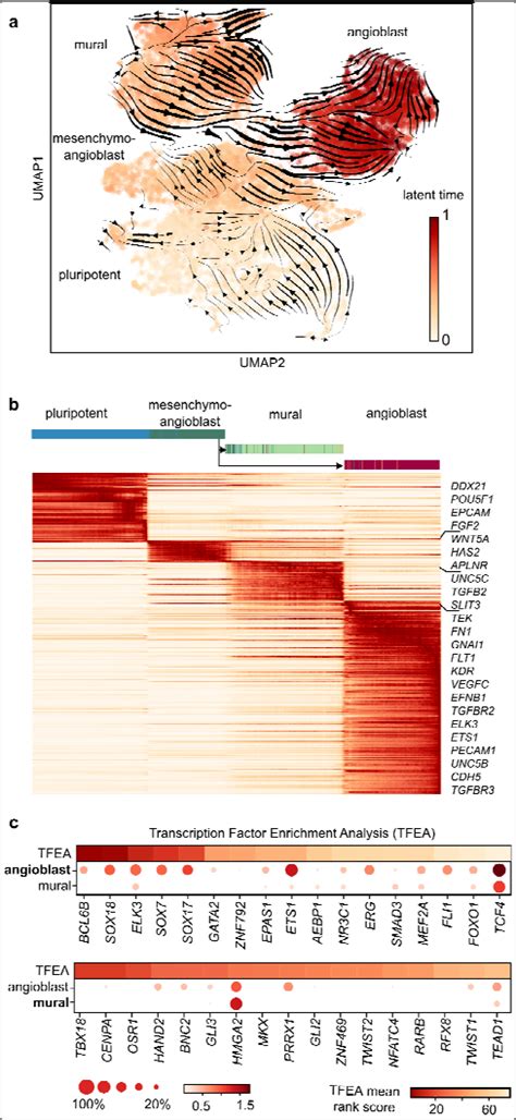 Transcriptomic Dynamics Predict The Differentiation Path For Download Scientific Diagram