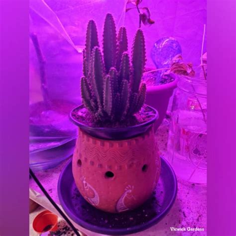 Acanthocereus Tetragonus Fairy Castles Syn Cactus Tetragonus Cereus