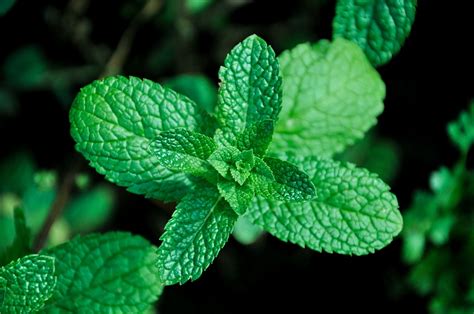 1 000 Free Mint Én Mint Images Pixabay