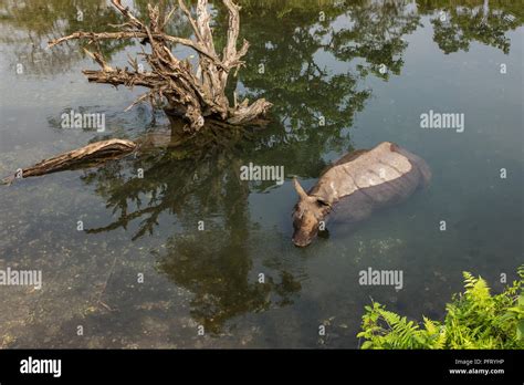 Assam rhino hi-res stock photography and images - Alamy