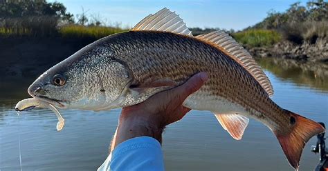 Hunting Redfish Pro Tips