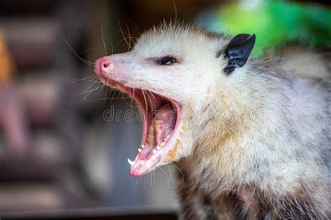 125 Adult Opossum Stock Photos - Free & Royalty-Free Stock Photos from ...