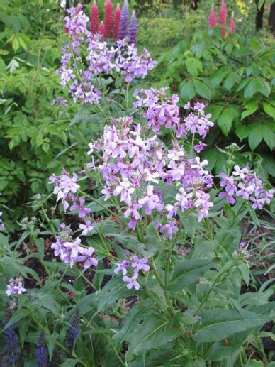 Hesperis Matronalis Damastbloem De Tuinen Van Appeltern