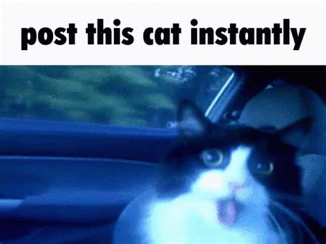 Post This Cat Instantly Post This Cat Instantly Discover And