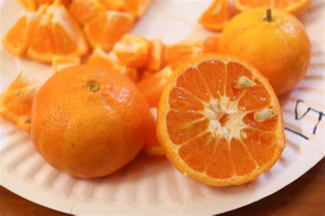 Dancy Mandarin California Rare Fruit Growers