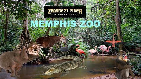 Uncaged Zoo Tours Zambezi River Hippo Campmemphis Zoo Ft Okapis