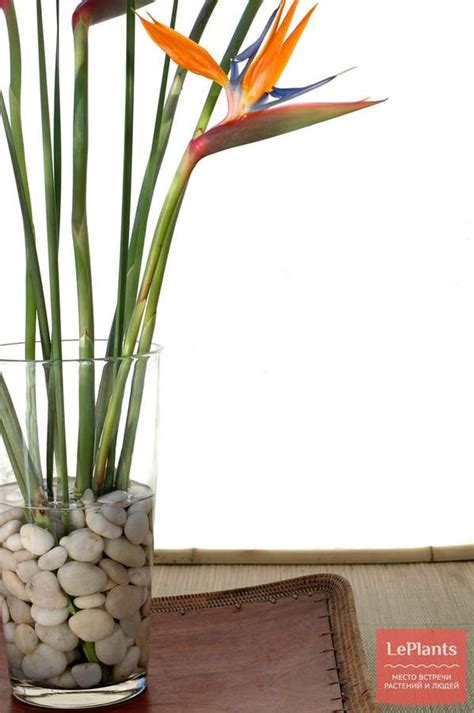 Стрелиция (Strelitzia) — описание, выращивание, фото | на LePlants.ru