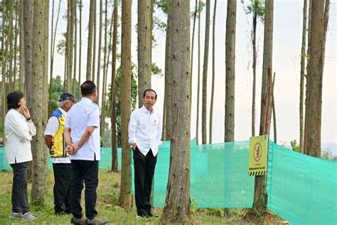 Foto Pagi Hari Di Ikn Jokowi Ajak Para Menteri Lihat Pemandangan