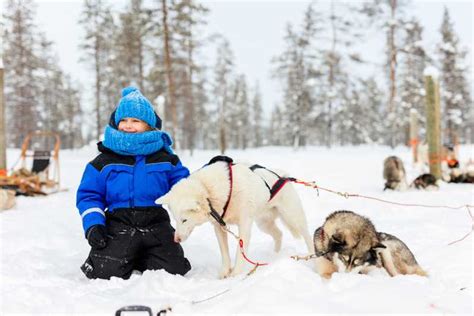 Rovaniemi Husky Park And Reindeer Farm Combo By Minibus Getyourguide