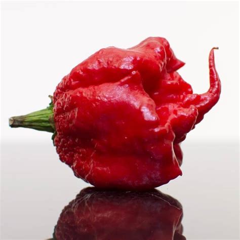 Carolina reaper hot pepper challenge Новый стиль звука